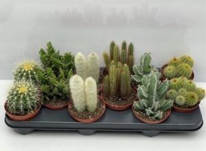 Кактус Микс С10,5 Н10