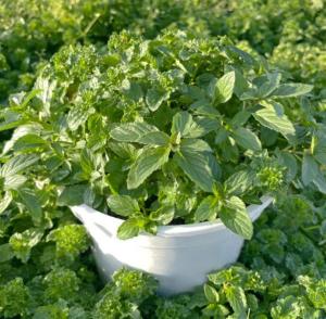 Мята кудрявая 