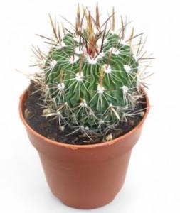 Эхинофоссулокактус многореберный С8,5 Н16