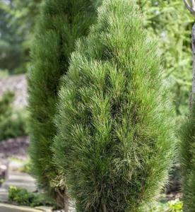 Сосна черная Грин Тауэр С5 (ПДИ)