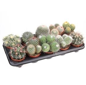 Кактус смесь 12см Кактус смесь 12см
