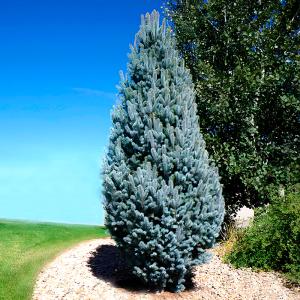 Ель колючая Изели Фастигиата C20 1