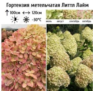 Скриншот 31-03-2025 134455