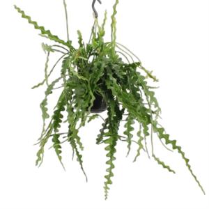 Подвесной горшок Epiphyllum Anguliger 15см Подвесной горшок Epiphyllum Anguliger 15см