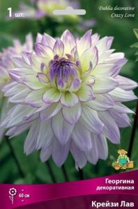 Георгина декоративная Крейзи Лав (белый со светло-сиреневыми кончиками и тонкой сиреневой к, 1шт, I)