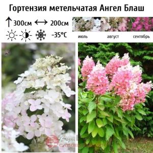Гортензия метельчатая (Hydrangea paniculata) Ангел Блаш  С3 СП-23