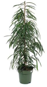 Фикус биннедика Али, пал. (D-21; H-105)