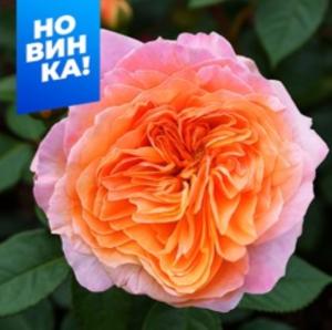 Роза Викторианский Секрет 1шт чайно-гибридная (Сем Алт)