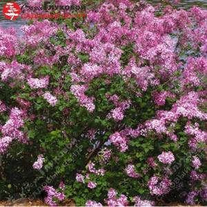 Сирень гибридная Блумеранг Пинк Парфюм 40-60 С7,5 ГлХ