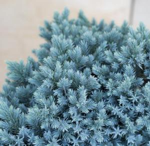 Можжевельник чашуйчатый Блю Стар (Juniperus sguamata Blue Star С3)