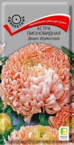 Астра Дюшес абрикосовая пионовид (ЦВ) (