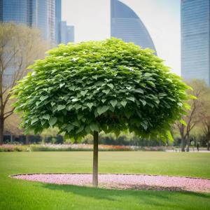 Катальпа бигнониевидная Нана Шт 180 обв. 8-10 cm 1