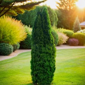 Туя западная Колумна 140-160 cm RB  C15 1