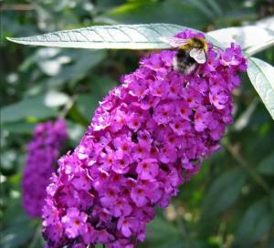 Буддлея давида Арлекин С2 (ГРС)