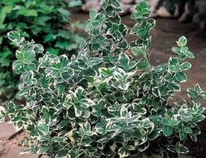 Бересклет Форчуна Эмералд Гайети (С2)