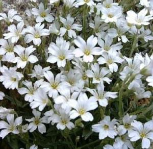 Ясколка войлочная, С3 (Питомник Малахит)