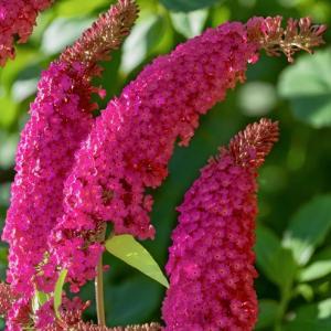 Буддлея Давида Роял Ред C 7,5 60-80 1