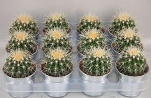 Эхинокактус Грузони С9,5 Н10