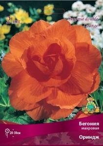 Бегония махровая Оринж 2шт.4-5