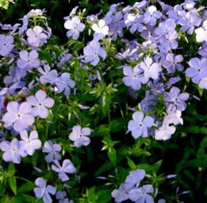 Флокс растопыренный Блу Мун C3 (Питомник Малахит)