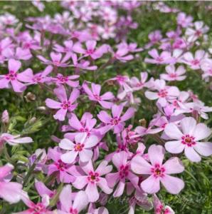 Флокс шиловидный 