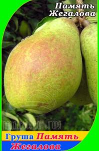 Груша Память Жегалова 2021 гп позднеосенний сорт пакет (V8)