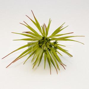 Исскуственные цветы суккулент h20см 9165-53