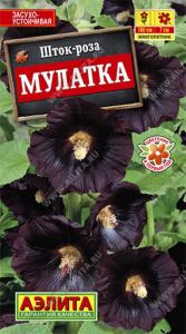 Шток-роза Мулатка (Аэлита)