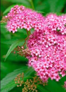 Спирея японская Макрофилла с3 (Никитенко)