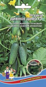 Огурец Дивное Диво F1 (УД) супеурожайный пучковый гибрид!сладкий,ароматный! Огурец Дивное Диво F1 (УД) супеурожайный пучковый гибрид!сладкий,ароматный!