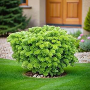 Пихта корейская Тундра C7,5 20-30 1