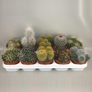 Кактус Болл микс С12 Н10