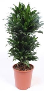 Драцена фрагранс Компакта разветвленная, наб. (D-27; H-100) Драцена фрагранс Компакта разветвленная, наб. (D-27; H-100)