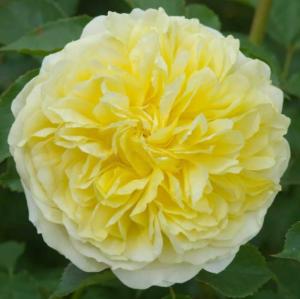 Роза английская Пилигрим v5 Lav