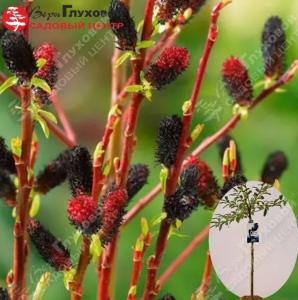 Ива тонкостолбиковая Куроме Шт-80 С3 ПК