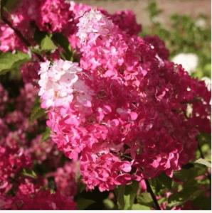 Гортензия метельчатая  Самарская Лидия С3 ФР-22