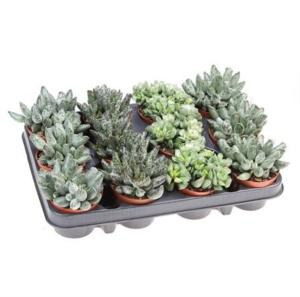 Адромищуса Смесь 8.5см Адромищуса Смесь 8.5см