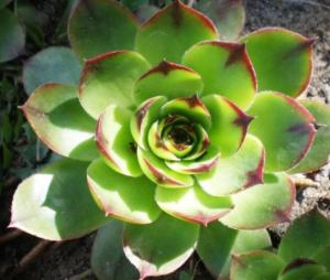 Молодило кровельное, C2