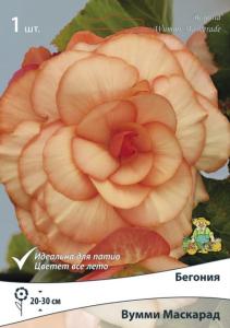 Бегония Вумми Маскарад
