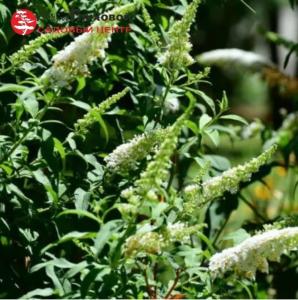 Буддлея Давида Уайт Профьюжн 45-60 С10 БАл (цветки пурпурно-красные)