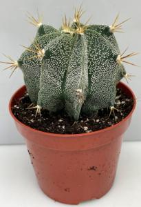 Астрофитум Орнатум С8,5 Н13