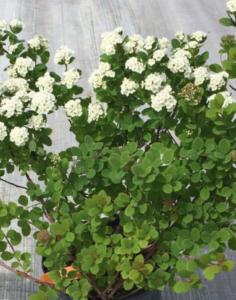 Спирея березолистная С3