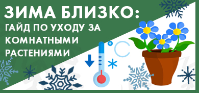 Гайд по уходу за комнатными растениями в холодный период