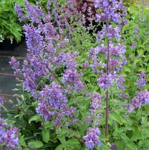 Котовник Фассена 