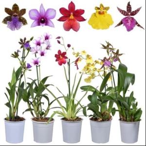 Орхидея Микс №1 низкорослая С12 H40