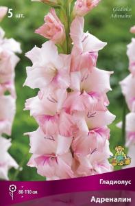 Гладиолус крупноцветковый Адреналин 5шт (нежно-розовый с ярким пурпурно-малиновым, 12/14)