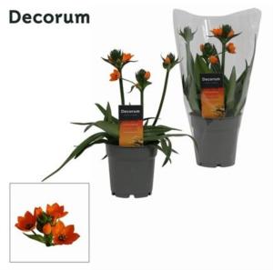 Ornithogalum Dubium 3pp (приличие) 12см