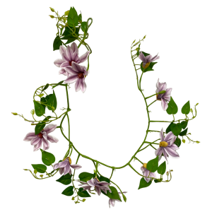 клематисфиол