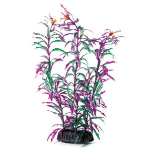 Растение  Растение