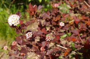 Пузыреплодник калинолистный (Physocarpus opulifolius SUMMER WINE Seward PBR) C3 Н40 - 60